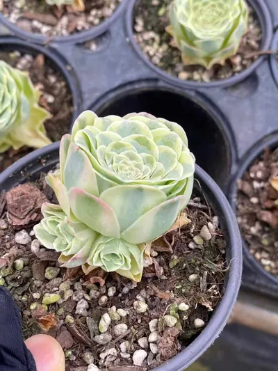 Mountain Rose Variegated — photo 5 of 6