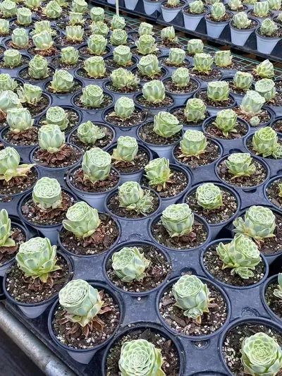 Mountain Rose Variegated — photo 6 of 6