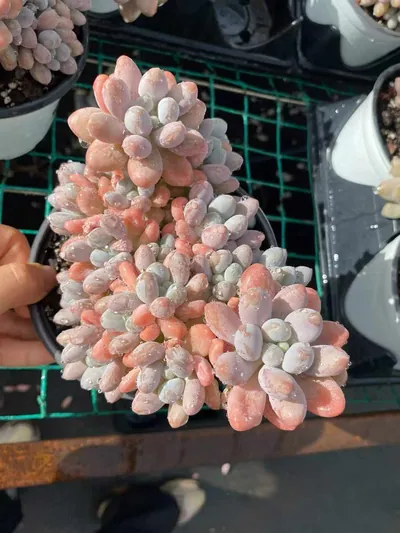 Multi-head Rice Ball Cluster — wholesale Echeveria from Yunnan, China