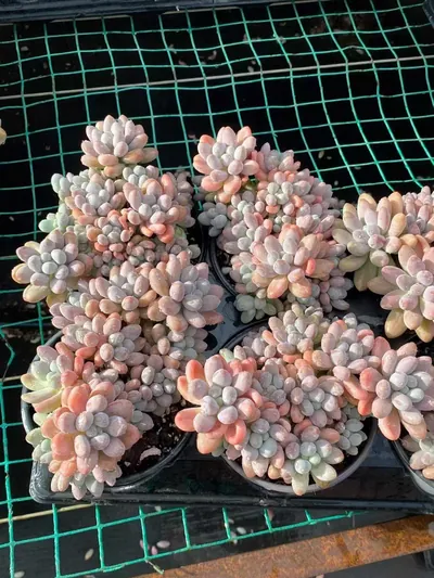 Multi-head Rice Ball Cluster — photo 2 of 6