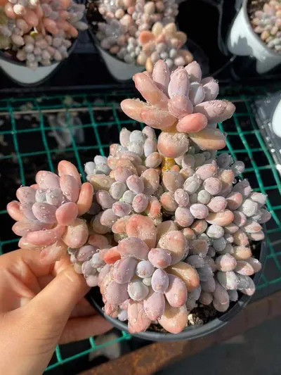 Multi-head Rice Ball Cluster — photo 3 of 6