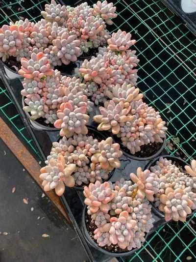Multi-head Rice Ball Cluster — photo 4 of 6