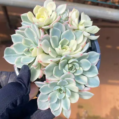 Nana Hook Cluster — wholesale Echeveria from Yunnan, China