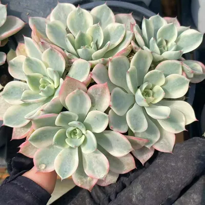 Nana Hook Cluster — photo 2 of 6