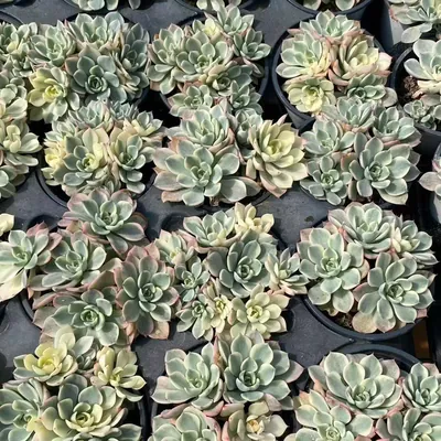 Nana Hook Cluster — photo 3 of 6