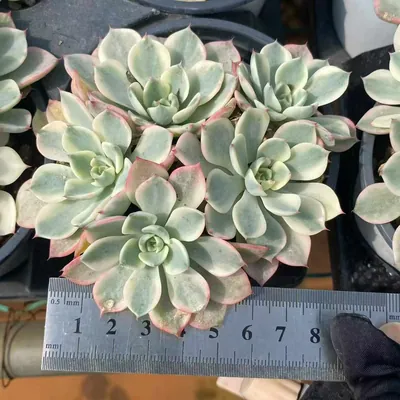 Nana Hook Cluster — photo 4 of 6