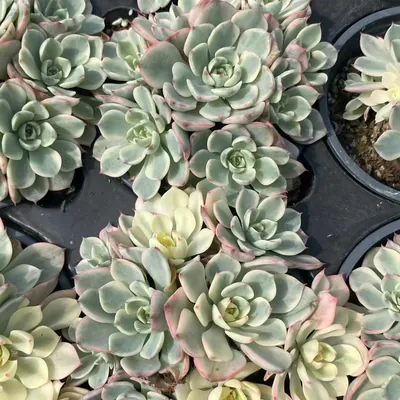 Nana Hook Cluster — photo 5 of 6