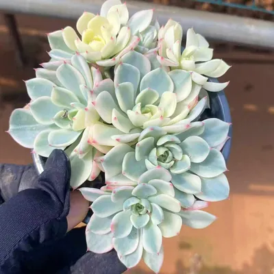 Nana Hook Cluster — photo 6 of 6
