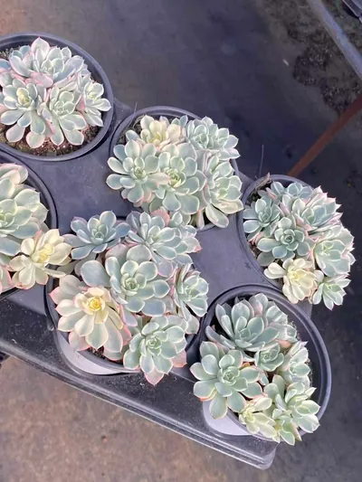 Nana Hook Variegated Cluster — photo 2 of 4