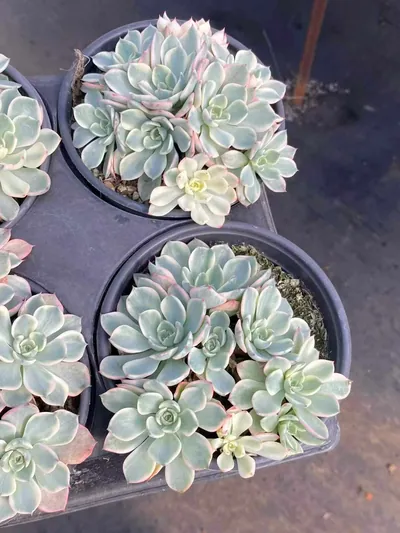 Nana Hook Variegated Cluster — photo 3 of 4