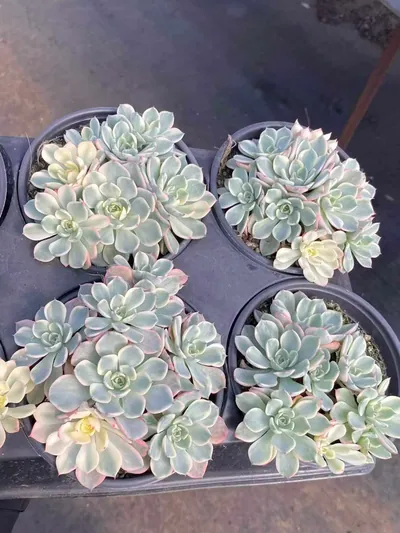 Nana Hook Variegated Cluster — photo 4 of 4