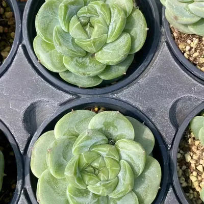 New Batch Green Bodhi — photo 4 of 5