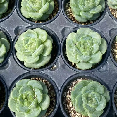 New Batch Green Bodhi — photo 5 of 5