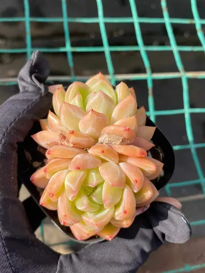 Ocean Star Twin-head — wholesale Echeveria from Yunnan, China