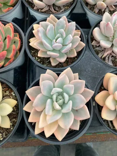 Opal Variegated — photo 2 of 5
