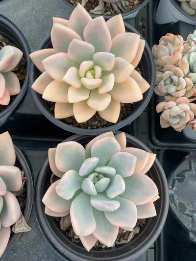 Opal Variegated — photo 3 of 5