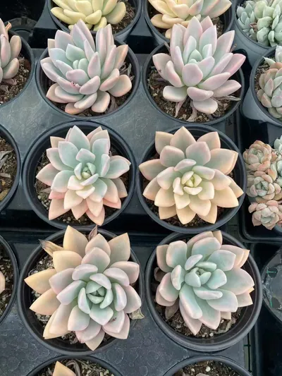 Opal Variegated — photo 4 of 5