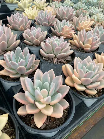 Opal Variegated — photo 5 of 5