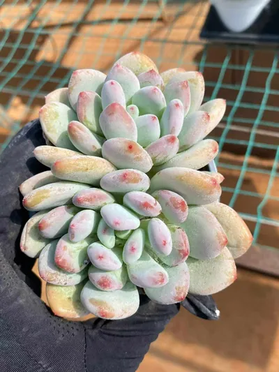 Echeveria Orange Summer Twin-head succulent — wholesale export from Yunnan, China