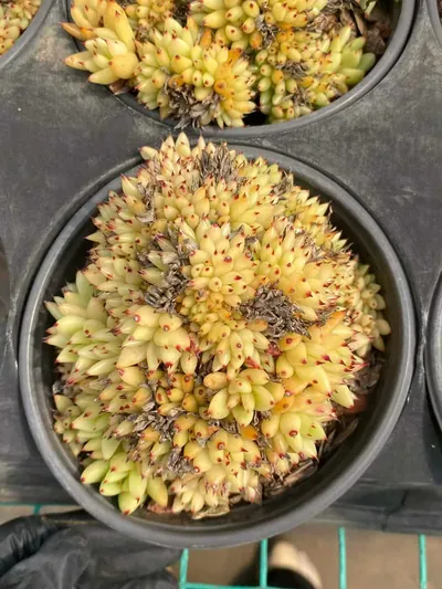 Orca Crested — wholesale Echeveria from Yunnan, China