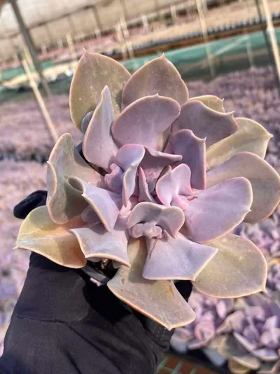 Passion Pearl — photo 2 of 6