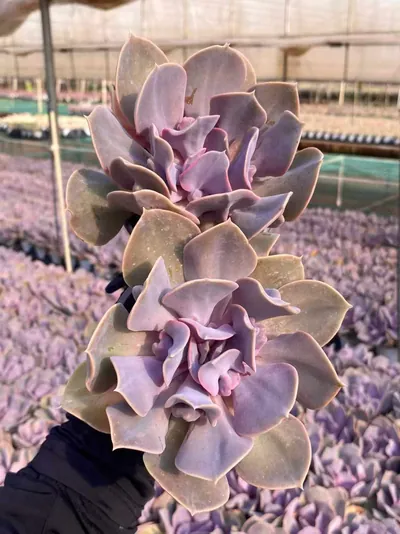 Passion Pearl — photo 3 of 6