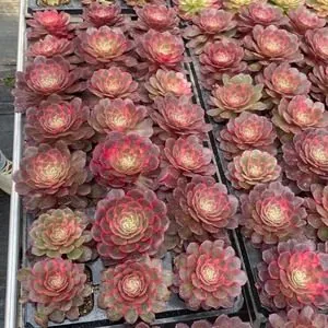 Aeonium Aeonium 'Peach Blossom Cove' Plug Tray succulent — wholesale export from Yunnan, China
