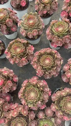 Aeonium Aeonium 'Peach Blossom Cove' Small Cluster succulent — wholesale export from Yunnan, China