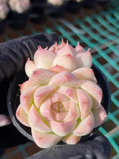 Peach Queen Twin-head — photo 2 of 6