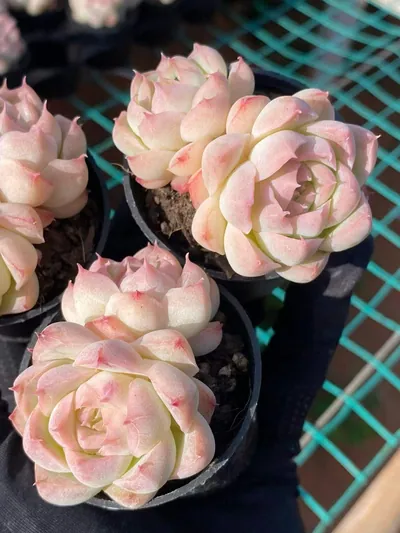 Peach Queen Twin-head — photo 3 of 6