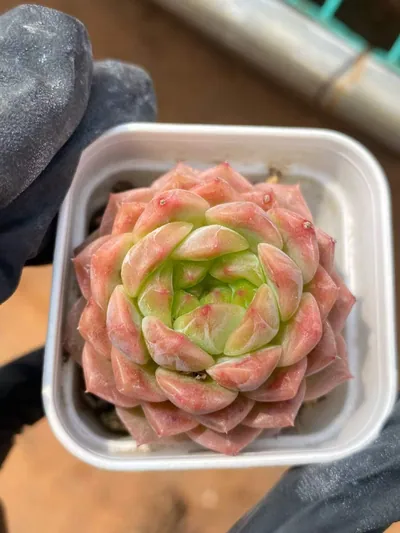 Peachy — photo 2 of 6
