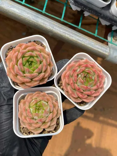 Peachy — photo 3 of 6