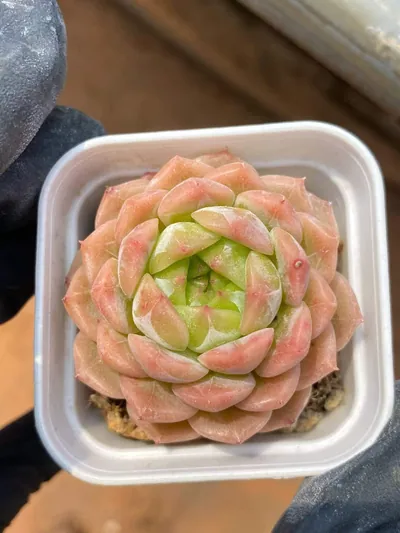 Peachy — photo 4 of 6