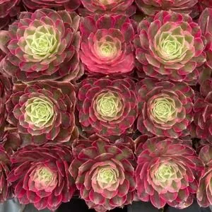 Aeonium Aeonium 'Peacock Feather' Plug Tray succulent — wholesale export from Yunnan, China