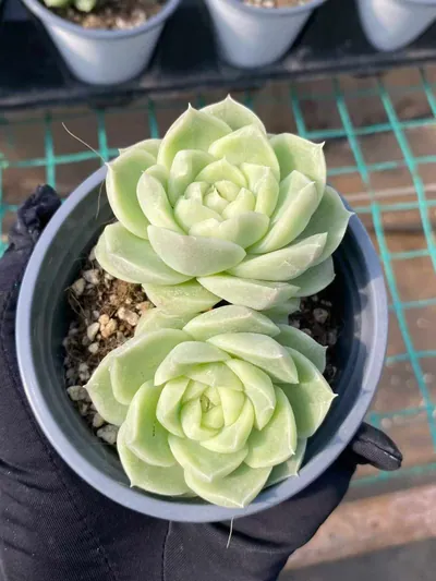 Echeveria Pear Blossom White Twin-head succulent — wholesale export from Yunnan, China