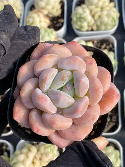 Perfume Milk — wholesale Echeveria from Yunnan, China