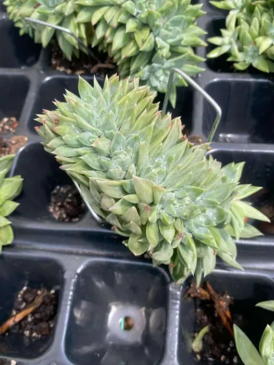 Echeveria Phantom Beauty Crested succulent — wholesale export from Yunnan, China