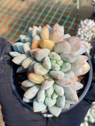 Pinellia Cluster — photo 1 of 6