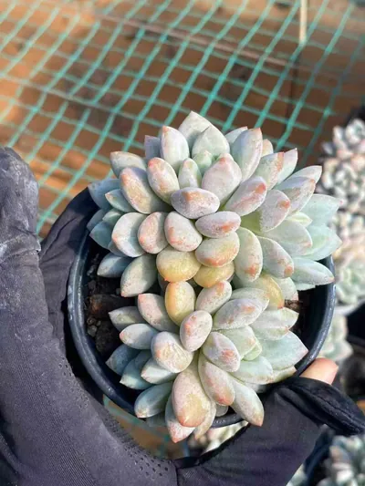 Pinellia Cluster — photo 2 of 6