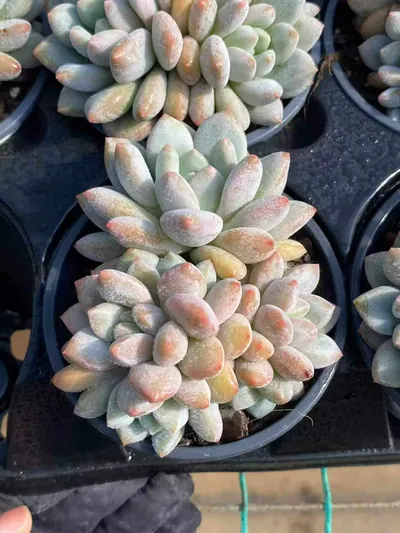 Pinellia Cluster — photo 3 of 6
