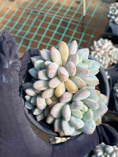 Pinellia Cluster — photo 4 of 6