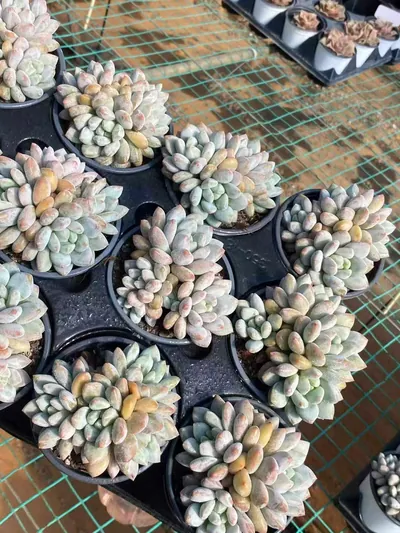 Pinellia Cluster — photo 6 of 6
