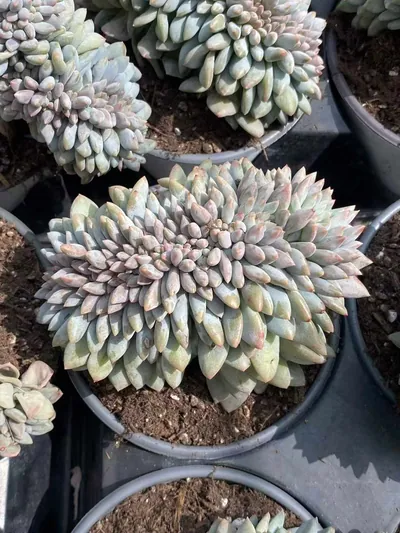 Pinellia Crested — photo 2 of 6