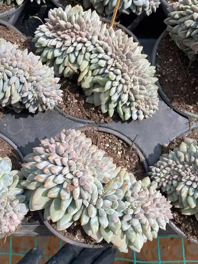 Pinellia Crested — photo 3 of 6