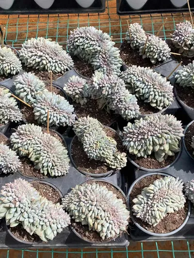 Pinellia Crested — photo 4 of 6