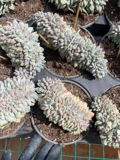 Pinellia Crested — photo 5 of 6