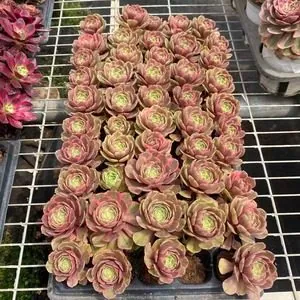 Aeonium Aeonium 'Pink Crown' Plug Tray succulent — wholesale export from Yunnan, China