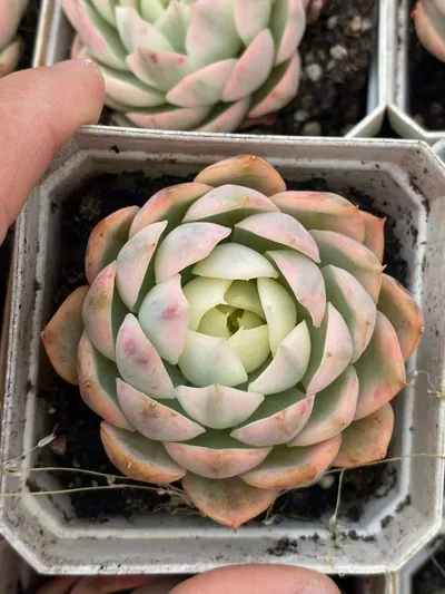 Pink Crystal Variegated — photo 3 of 6