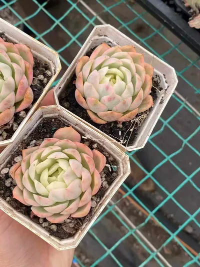 Pink Crystal Variegated — photo 4 of 6