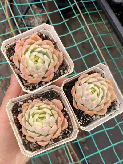 Pink Crystal Variegated — photo 5 of 6